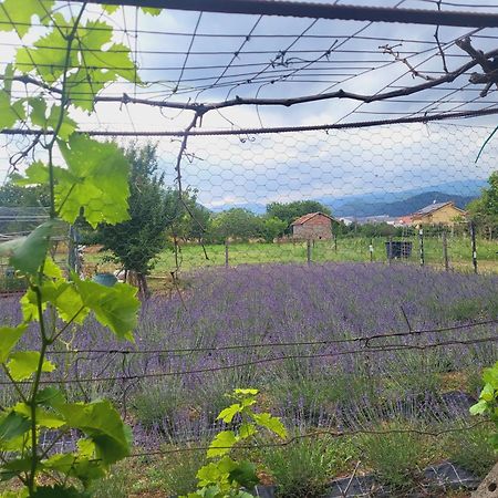 Salvia E Rosmarino - Affittacamere In Liguria Villanova d'Albenga Exterior foto