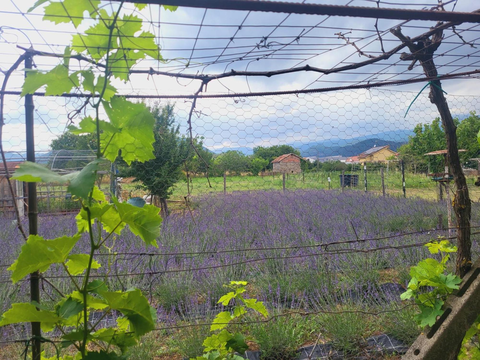 Salvia E Rosmarino - Affittacamere In Liguria Villanova d'Albenga Exterior foto
