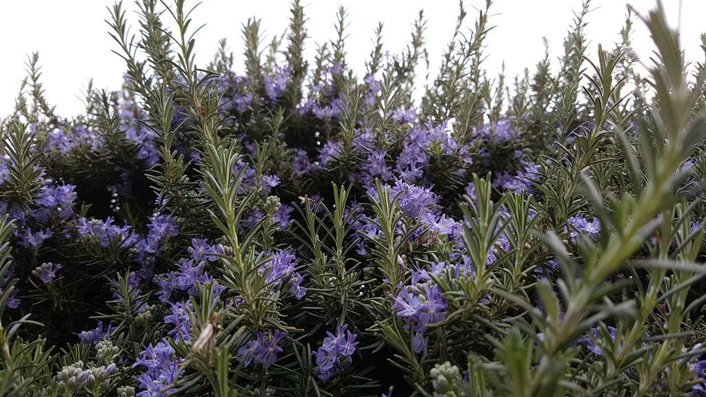 Salvia E Rosmarino - Affittacamere In Liguria Villanova d'Albenga Exterior foto